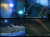 OceanFun1